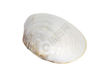 在白色背景上珍珠贝壳蛤图像 海底动物 贝壳展示牡蛎异国热带宏观珍珠双壳母亲财富海洋背景图片