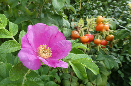 水果花园玫瑰如花朵 玫瑰臀合一灌木草本植物叶子雌蕊植物学季节衬套枝条植物野玫瑰花园背景