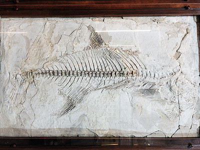 博物馆史前鱼类的骨骼化石地质学岩石生物学订金历史石器时代标本菊石科学考古学吓呆了高清图片素材