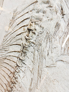 博物馆史前鱼类的骨骼化石祖先时代石头科学印象痕迹矿物岩石标本菊石旧石器时代高清图片素材