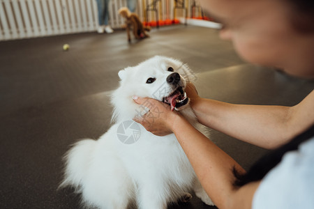 狗训练员拥抱日本Spitz 人们在宠物屋与他们的四爪朋友背景图片