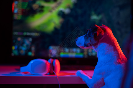 动漫黑岩射手狗杰克罗素泰瑞正在黑暗中看一个在亮光中的电脑游戏视频竞赛青少年桌子麦克风喜悦电子游戏乐趣卧室享受背景