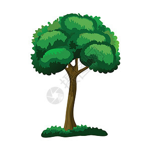 在白色背景上隔离的现实的绿色淡树矢量向量叶子树叶橡木生态季节插图植物卡通片森林花园背景图片