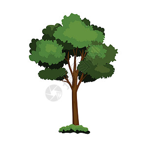 在白色背景上隔离的现实的绿色淡树矢量向量生长植物插图树干季节叶子艺术卡通片生活花园背景图片