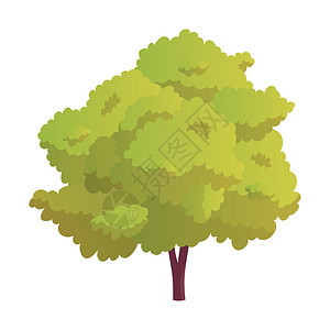 在白色背景上隔离的现实的绿色淡树矢量向量橡木绘画花园树叶艺术生长树干森林生态插图背景图片
