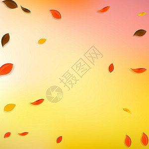 秋天落叶 红 黄 绿 棕C生物漩涡植物学校销售墙纸植物群快乐叶子生态背景图片