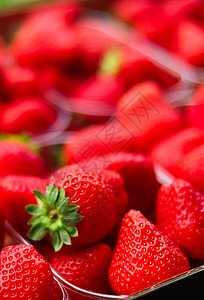 盒子里草莓包装成箱的草莓 甜美成熟 完美的草莓丰收 有机花园和农业生长乡村国家收获浆果种植园市场温室园艺营养背景