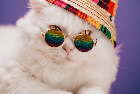 猫框眼镜素材打猎快乐的高清图片