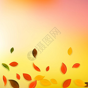 秋天落叶 红 黄 绿 棕C学校叶子销售树叶植物生物生态坡度墙纸飞行背景图片