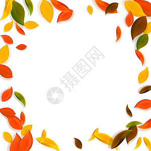 秋天落叶 红 黄 绿 棕C生态插图叶子植物日落植物群墙纸快乐漩涡生物背景图片