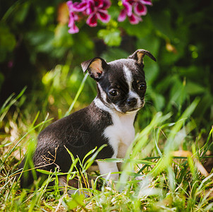 绿色草地上的漂亮黑白吉娃娃小狗动物荒野玩具宠物犬类生物彩旗野生动物牧场相机背景图片