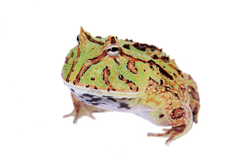 幻想角蛙在白色上被孤立野生动物动物学青蛙异国男人大嘴生物学动物濒危橙子背景图片