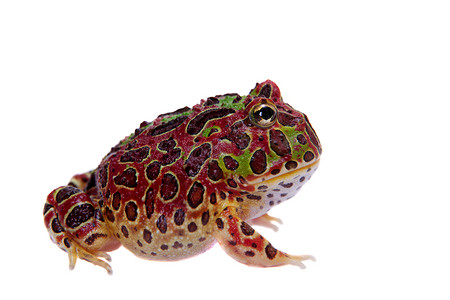 红色的阿根廷角青蛙在白色上被孤立男人大嘴濒危异国野生动物动物燕麦生物学情调动物学背景图片