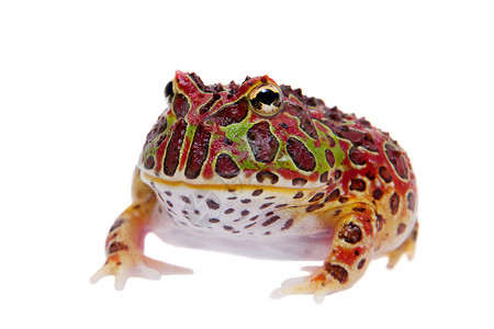 红色的阿根廷角青蛙在白色上被孤立生物学大嘴情调动物燕麦宠物动物学男人异国濒危背景图片