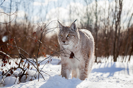 猫雪易交易欧亚林克斯 冬季场肖像生物打猎爪子哺乳动物食肉木头季节主题捕食者野生动物背景