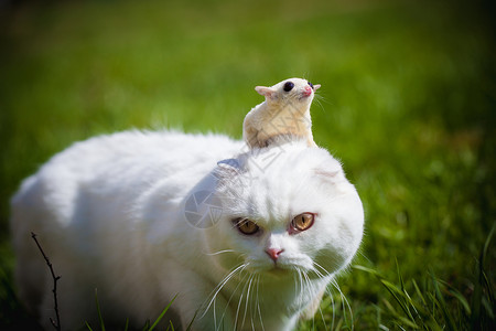 异国情调的猫美丽的蜜袋鼯高清图片