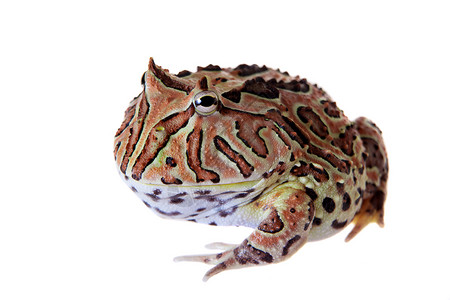 幻想角蛙在白色上被孤立大嘴动物学宠物情调濒危生物学青蛙野生动物异国橙子背景图片