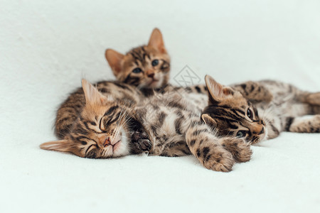 三只可爱的金刚猫 躺在毛发白毯上猫咪动物毛皮小猫晶须宠物爪子猫科动物木炭短发家高清图片素材