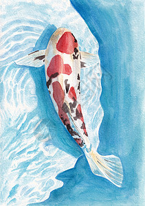 锦鲤手绘美丽的科伊雕像环绕水下水彩色插图背景