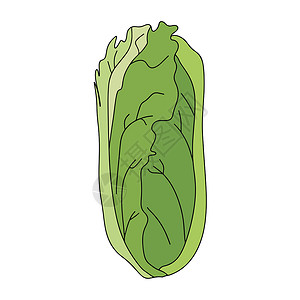 白灼生菜Romaine沙拉生菜植物 自然有机新鲜绿色蔬菜叶叶 蔬菜食品 白背景隔离的矢量插图等产品营养生产剪贴树叶艺术小吃卡通片厨房叶子插画