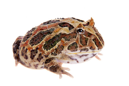 Cranwell的角蛙 被白色的青蛙隔离大嘴异国男人宠物动物生物学濒危情调野生动物背景图片