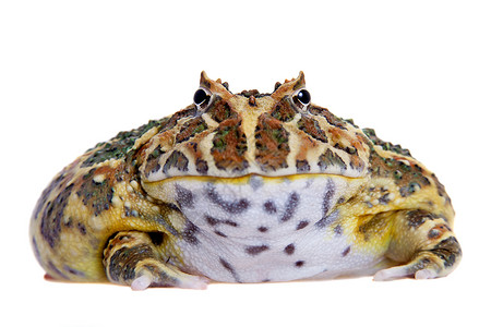 Cranwell的角蛙 被白色的青蛙隔离动物男人濒危大嘴生物学宠物情调野生动物异国背景图片