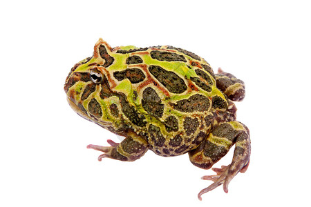 Cranwell的角蛙 被白色的青蛙隔离男人野生动物动物异国情调濒危大嘴宠物生物学背景图片