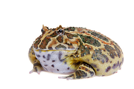 Cranwell的角蛙 被白色的青蛙隔离动物宠物男人大嘴异国情调生物学野生动物濒危背景图片