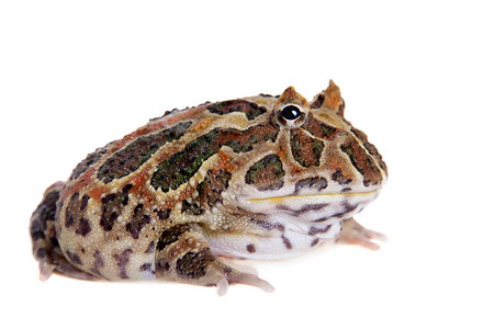 Cranwell的角蛙 被白色的青蛙隔离野生动物动物情调大嘴生物学男人濒危异国宠物背景图片
