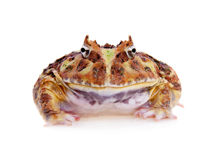 Cranwell的角蛙 被白色的青蛙隔离大嘴情调动物男人宠物异国生物学濒危野生动物背景图片