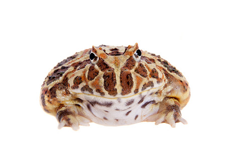 Cranwell的角蛙 被白色的青蛙隔离情调大嘴宠物生物学濒危异国野生动物动物男人背景图片