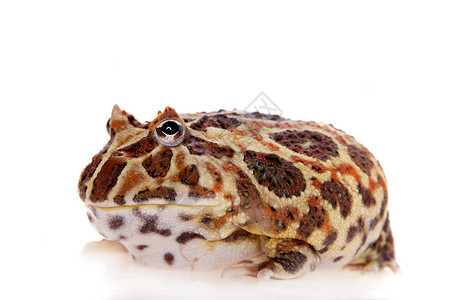 Cranwell的角蛙 被白色的青蛙隔离野生动物生物学大嘴男人濒危异国情调宠物动物背景图片