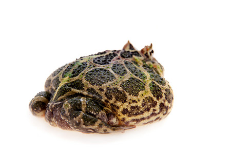 Cranwell的角蛙 被白色的青蛙隔离野生动物濒危异国生物学宠物大嘴男人动物情调背景图片