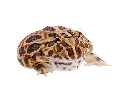 Cranwell的角蛙 被白色的青蛙隔离大嘴动物野生动物生物学濒危宠物情调男人异国背景图片