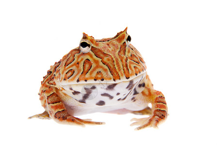 幻想角蛙在白色上被孤立青蛙大嘴动物橙子异国生物学情调濒危男人宠物背景图片