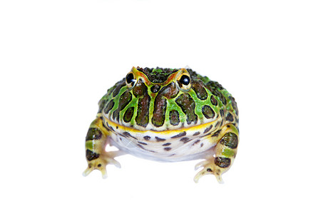 阿根廷角青蛙在白色上被孤立野生动物动物异国情调宠物生物学大嘴男人燕麦濒危背景图片