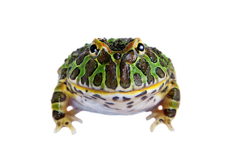 阿根廷角青蛙在白色上被孤立异国野生动物生物学大嘴动物学情调男人宠物濒危燕麦背景图片