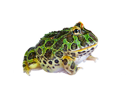角蛙可爱的幻想高清图片