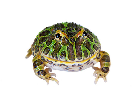 阿根廷角青蛙在白色上被孤立燕麦动物大嘴濒危野生动物动物学情调男人生物学宠物背景图片