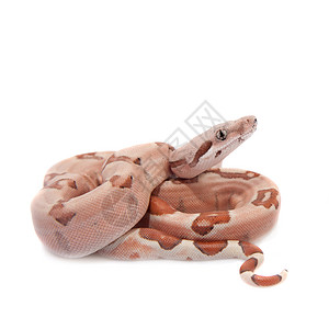 白色背景上常见的boa主题动物工作室蟒蛇元首爬虫全景脊椎动物容器宠物背景图片