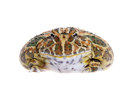 Cranwell的角蛙 被白色的青蛙隔离动物濒危大嘴情调男人野生动物生物学异国宠物背景图片