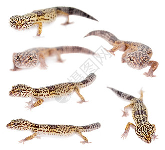 伊朗脂肪尾尾巴壁虎在白色上被孤立动物蜥蜴野生动物濒危蜥蜴人爬行动物宠物颜料爬虫生物背景图片