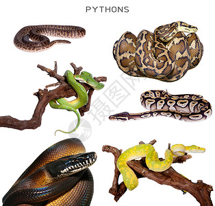 Pythons 设置在白色上基因拼贴画动物学物种动物地毯宠物生物野生动物白唇背景图片
