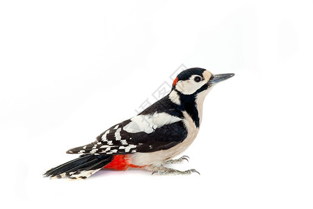 大斑点啄木鸟鸟类学美丽的高清图片