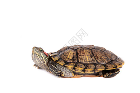 红耳龟爬虫野生动物高清图片