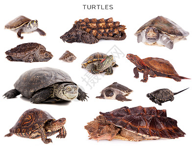 白色的乌龟沼泽工作室野生动物鳄龟爬虫水龟龟甲动物群甲壳背景图片