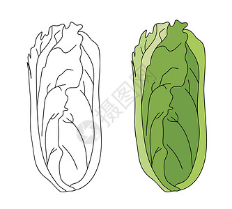 白灼生菜罗姆沙拉生菜植物 自然有机新鲜绿色蔬菜叶子 蔬菜食品 白背景的矢量插图 (笑声)插画