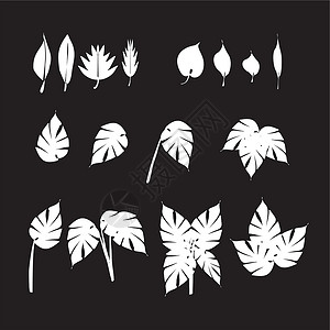 设计要素的叶图绘制矢量插图树叶植物叶子植物学森林收藏草图墙纸装饰品装饰背景图片