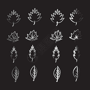 设计要素的叶图绘制矢量插图植物卡片艺术森林收藏花园手绘装饰植物学装饰品背景图片