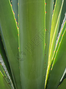 多汁植物近刺和龙舌兰叶细节植物植物群灰色闲暇银色花园叶子绿色树叶生长背景图片